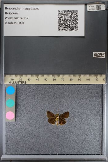 Media type: image;   Entomology 197487